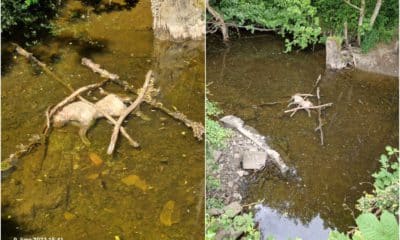 River Callan carcass