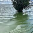 Lough Neagh algae