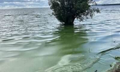 Lough Neagh algae