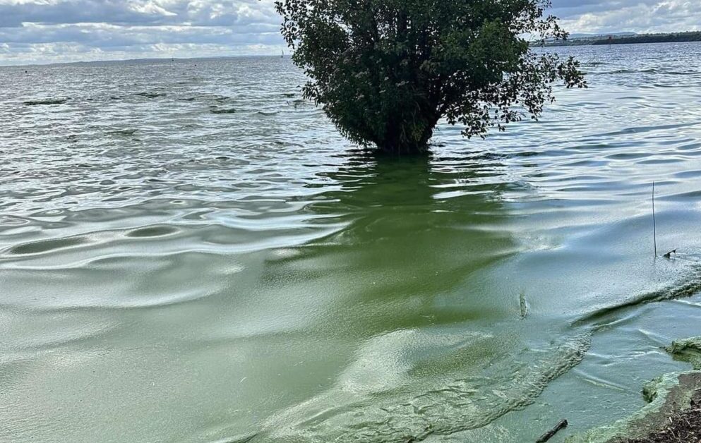 Lough Neagh algae