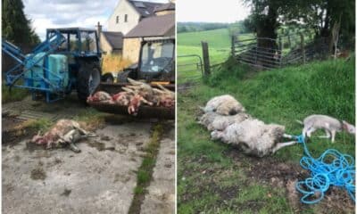 Sheep kill Tassagh
