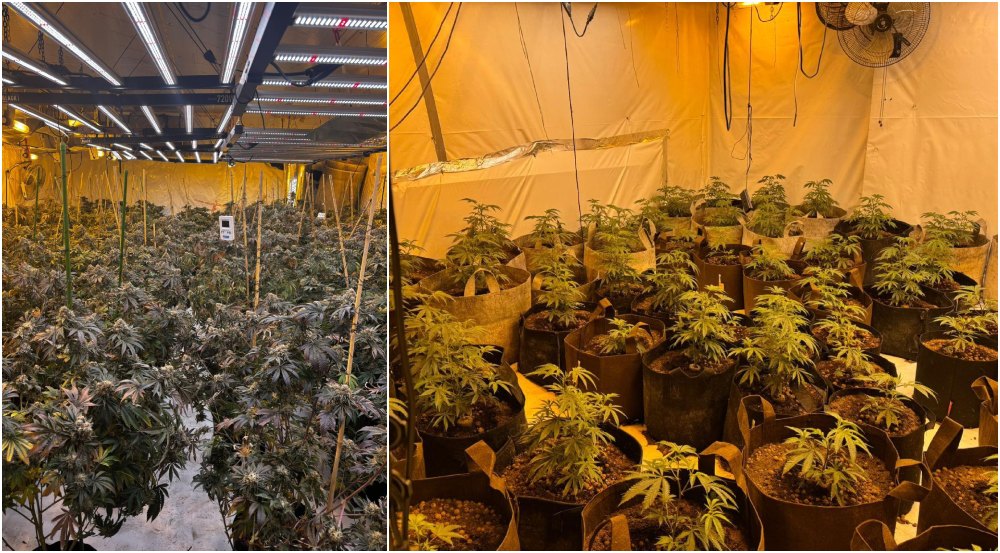 Cannabis discovery in Newry