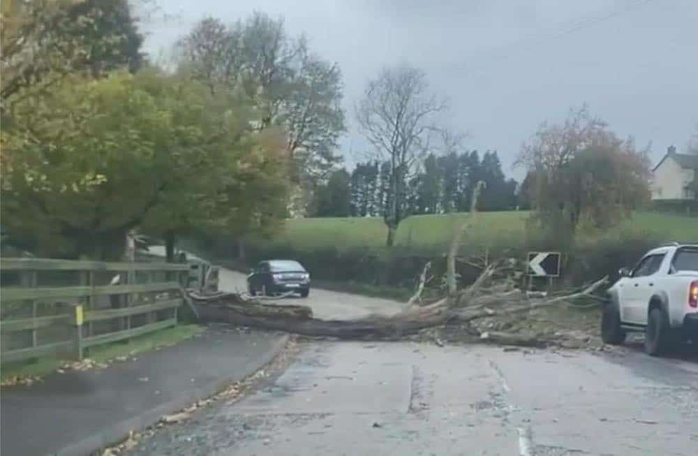 Fallen tree Castleblayney Road in Keady