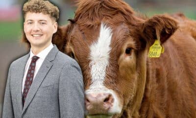 Alexander Kinnear and a cow