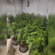 Suspected cannabis plants found in Dungannon