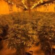 Cannabis farm on the Colane Road in Aghagallon