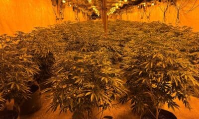 Cannabis farm on the Colane Road in Aghagallon