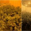 Cannabis cultivations in Tandragee (left) and Lurgan