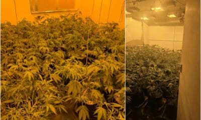 Cannabis cultivations in Tandragee (left) and Lurgan