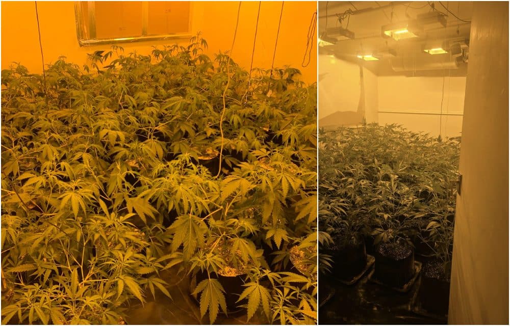 Cannabis cultivations in Tandragee (left) and Lurgan