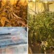 Cannabis in Armagh