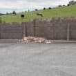 Animal carcasses dumped in Caledon