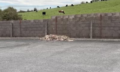Animal carcasses dumped in Caledon