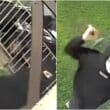 Armagh hammer attack