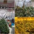 Crossmaglen cannabis factory